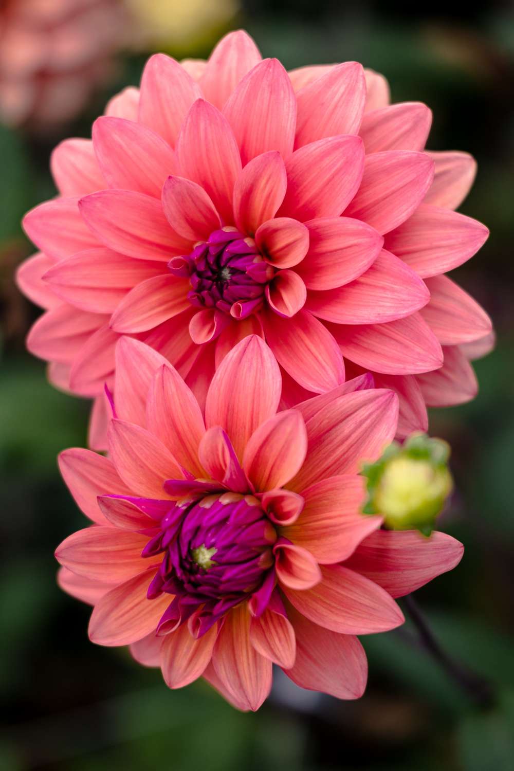 Dahlia 'American Dawn'